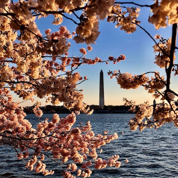 cherry blossoms tours dc peak bloom 2023